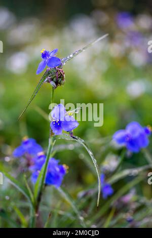 A vertical selective focus view of Ohio spiderwort flowers outdoors Stock Photo