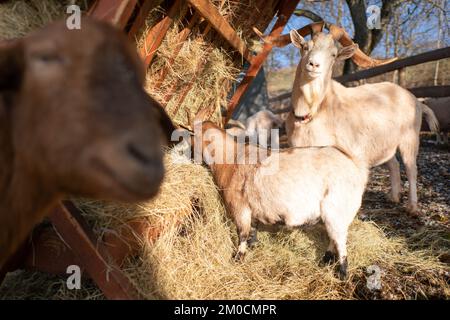 GoatS eating hay from the stack in winter Stock Photo