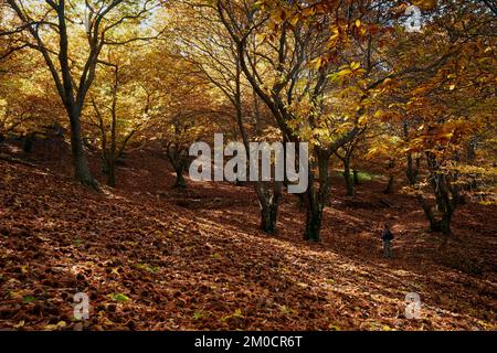 castañar en otoño,bosque en otoño,arboles en otoño,hojas,senderismo,pujerra,parauta Stock Photo