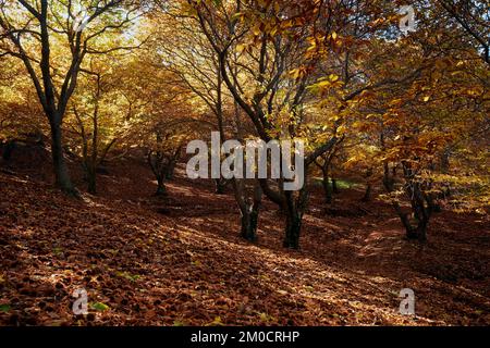 castañar en otoño,bosque en otoño,arboles en otoño,hojas,senderismo,pujerra,parauta Stock Photo