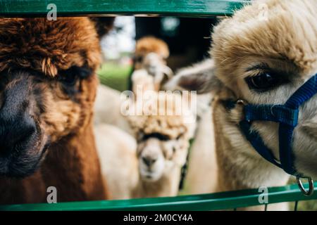 llamas alpaca with the baby in the barn of the farm. High quality photo Stock Photo