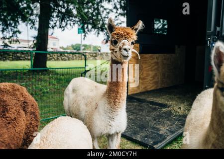 llamas alpaca with the baby in the barn of the farm. High quality photo Stock Photo