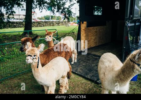 llamas alpaca with the baby in the barn of the farm. High quality photo Stock Photo