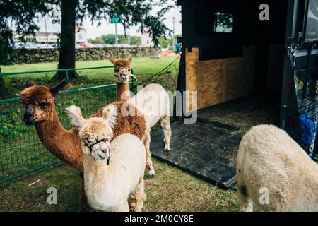 llamas alpaca with the baby in the barn of the farm. High quality photo Stock Photo