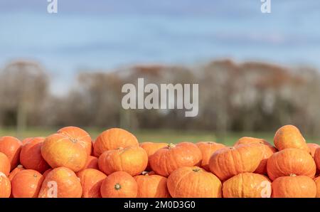 Detail image of a group of pumpkins Stock Photo
