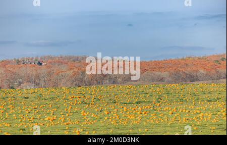 fall landscape of a field full of pumpkins Stock Photo - Alamy