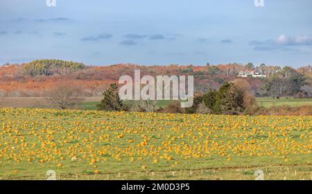 Landscape of a field of pumpkins on a crisp fall day Stock Photo