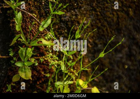 A close up shot of three-nerved sandwort plants growing out of the soil Stock Photo