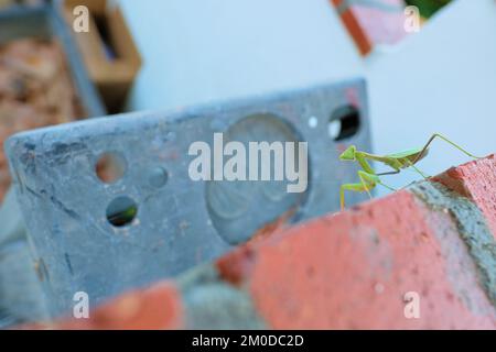 Praying mantis on a brick wall in a home exterior with ladder in background; green mantid. Stock Photo