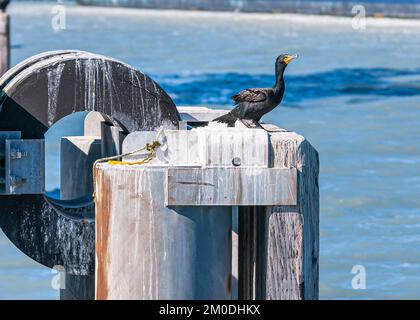 Seward, Alaska, USA - July 22, 2011: Closeup of black Scoter duck with yellow beak base standing on by guano white dock pillar in harbor Stock Photo