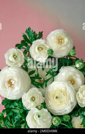 ranunculus Floral card in delicate white and pink colors. buttercup flowers background. floral background.  Stock Photo