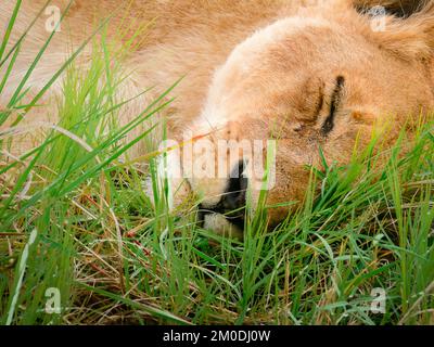 An African lioness rests peacefully on its side in a bed of short grasses Stock Photo