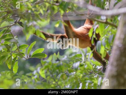 Black-handed or Geoffroy's spider monkey (Ateles geoffroyi) in forest canopy, Osa Peninsula, Puntarenas, Costa Rica. Stock Photo