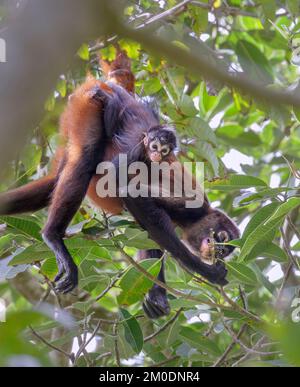 Black-handed or Geoffroy's spider monkey (Ateles geoffroyi) feeding in forest canopy with baby on the back, Osa Peninsula, Puntarenas, Costa Rica. Stock Photo