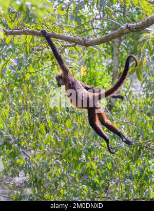 Black-handed or Geoffroy's spider monkey (Ateles geoffroyi) moving in forest canopy, Osa Peninsula, Puntarenas, Costa Rica. Stock Photo