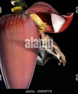 Pallas's long-tongued Bat (Glossophaga soricina) feeding with tongue inside banana flower, Osa Peninsula, Puntarenas, Costa Rica. Stock Photo