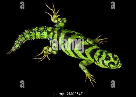 Green thornytail iguana (Uracentron azureum Stock Photo - Alamy