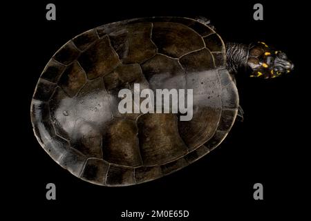 Yellow-spotted Cayenne River Turtle (Podocnemis cayennensis) Stock Photo
