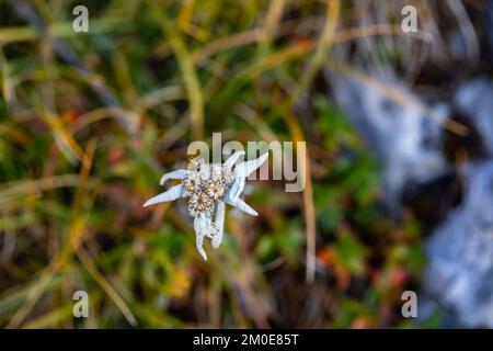 Leontopodium nivale flower growing in mountains, close up Stock Photo