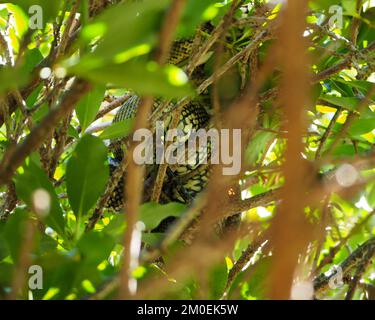 A snake, most likely a coastal carpet python,  taking a nap or waiting for prey, almost camouflaged in the branches and leaves in a tree, Australia Stock Photo