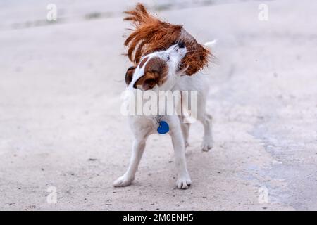 Dog Jack Russell tears up old coconut on concrete. Shallow depth of field. Horizontal photo. Stock Photo