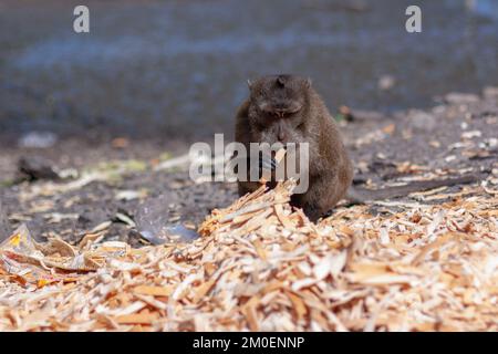 Macaque monkey eats bread crusts from large pile on ground. Selective focus, blurred background. Front view. Horizontal image. Stock Photo