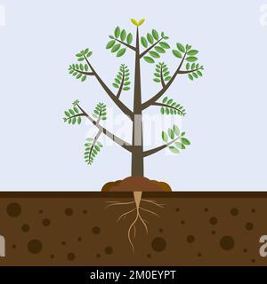 Tree root system, underground growing plants stems. Branched roots ...