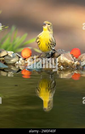 Male of European serin drinking at a natural water point in an oak and pine forest with autumn lights Stock Photo