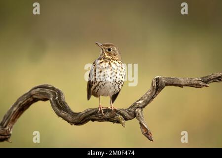 Song thrush on a perch within an oak and pine forest at first light on a cold late autumn day Stock Photo