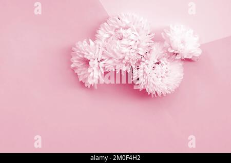 White Chrysanthemum flowers on top view. Flat lay style minimalism Image toned in Viva Magenta, color of the 2023 year Stock Photo