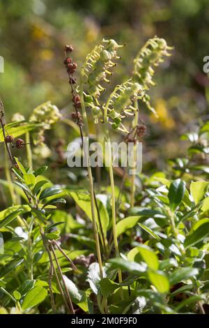 one-sided wintergreen, serrated wintergreen, sidebells (Orthilia secunda), fruiting, Sweden Stock Photo