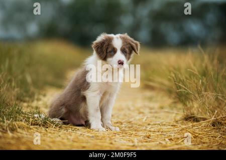 Border collie puppy sitting in nature background Stock Photo