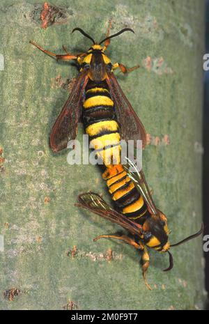 Poplar hornet clearwing, Hornet moth (Aegeria apiformis, Sesia apiformis), mating, Germany Stock Photo