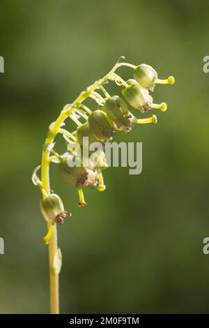 one-sided wintergreen, serrated wintergreen, sidebells (Orthilia secunda), infructescence, Sweden Stock Photo