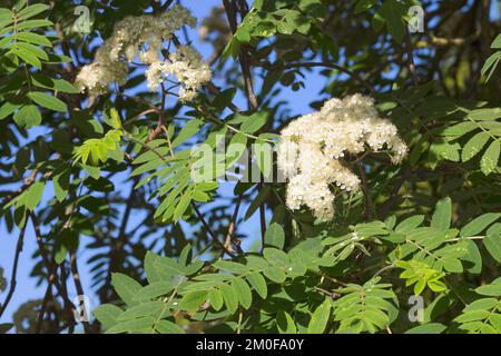 European mountain-ash, rowan tree (Sorbus aucuparia, Pyrus aucuparia), blooming branch, Germany Stock Photo