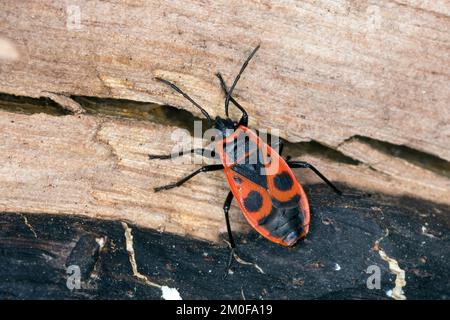 firebug (Pyrrhocoris apterus), on deadwood, dorsal view, Germany Stock Photo