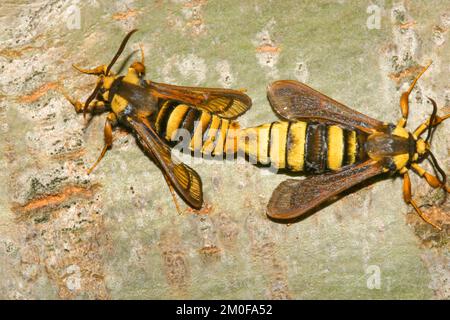 Poplar hornet clearwing, Hornet moth (Aegeria apiformis, Sesia apiformis), mating, Germany Stock Photo