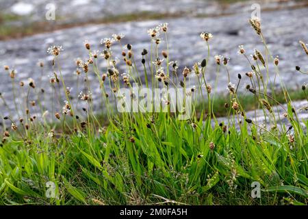 buckhorn plantain, English plantain, ribwort plantain, rib grass, ripple grass (Plantago lanceolata), blooming group, Germany Stock Photo