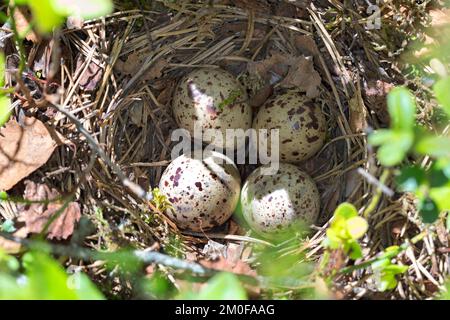 common sandpiper (Tringa hypoleucos, Actitis hypoleucos), eggs in a nest on the ground, Sweden Stock Photo