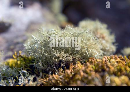 Evernia divaricata (Evernia divaricata), close-up, Germany Stock Photo