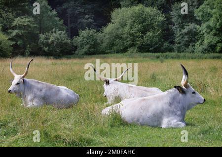 Hungarian Steppe Cattle, Hungarian Grey Cattle, Hungarian Podolian Steppe Cattle (Bos primigenius f. taurus), cows resting in a pasture, ruminating,