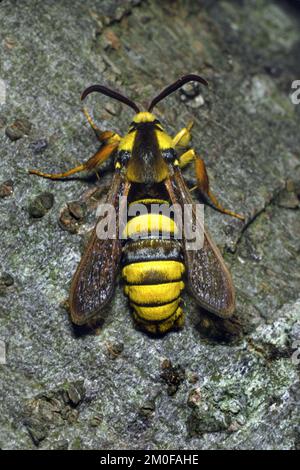 Poplar hornet clearwing, Hornet moth (Aegeria apiformis, Sesia apiformis), sits on bark, Germany Stock Photo