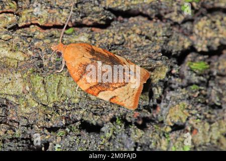 Barred Fruit-tree Tortrix (Pandemis cerasana), sits on bark, Germany Stock Photo