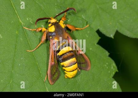 Poplar hornet clearwing, Hornet moth (Aegeria apiformis, Sesia apiformis), sits on a leaf, Germany Stock Photo