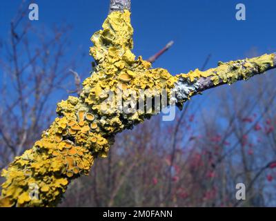 Common orange lichen, Yellow scale, Maritime sunburst lichen, Shore lichen, Golden shield lichen (Xanthoria parietina, Parmelia parietina), on a Stock Photo