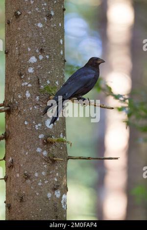 Carrion crow (Corvus corone, Corvus corone corone), perching on a broken branch, side view, Germany Stock Photo