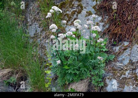 common valerian, all-heal, garden heliotrope, garden valerian (Valeriana officinalis), blooming, Scandinavia Stock Photo