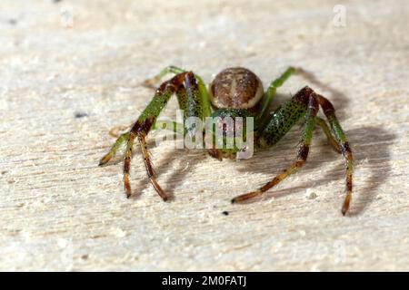 Green crab spider, Crab spider (Diaea dorsata), on wood, front view, Germany Stock Photo