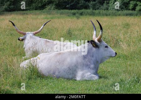 Hungarian Steppe Cattle, Hungarian Grey Cattle, Hungarian Podolian Steppe Cattle (Bos primigenius f. taurus), cows resting in a pasture, ruminating, Stock Photo