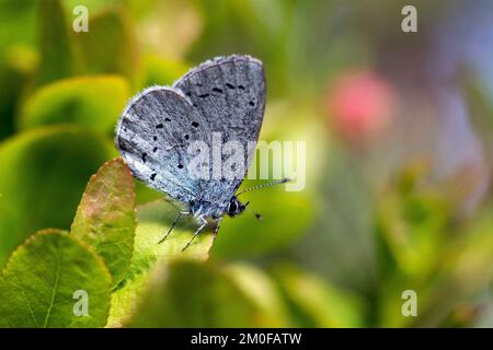 Holly Blue, Holly-Blue (Celastrina argiolus, Celestrina argiolus, Cyaniris argiolus, Lycaena argiolus), sitting at a leaf, side view, Germany Stock Photo